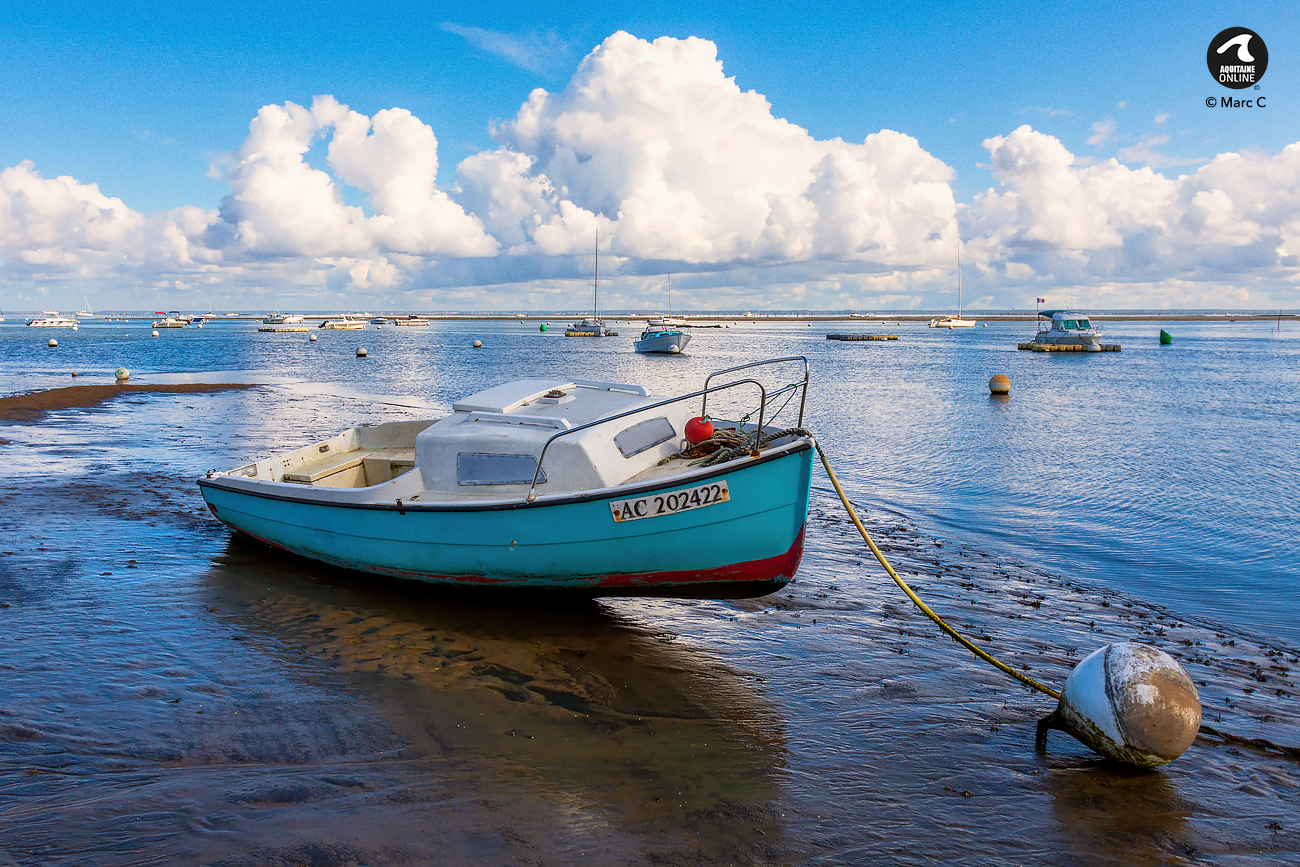 Ecologie Bassin d'Arcachon